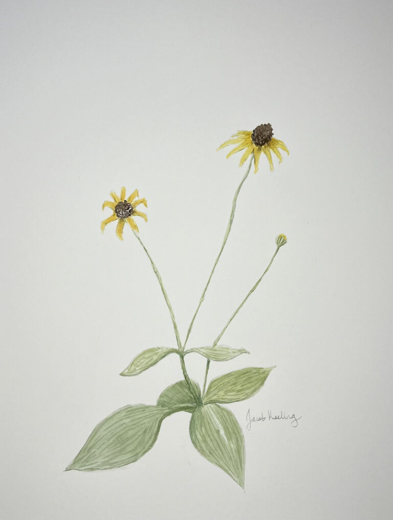 Black-eyed Susan