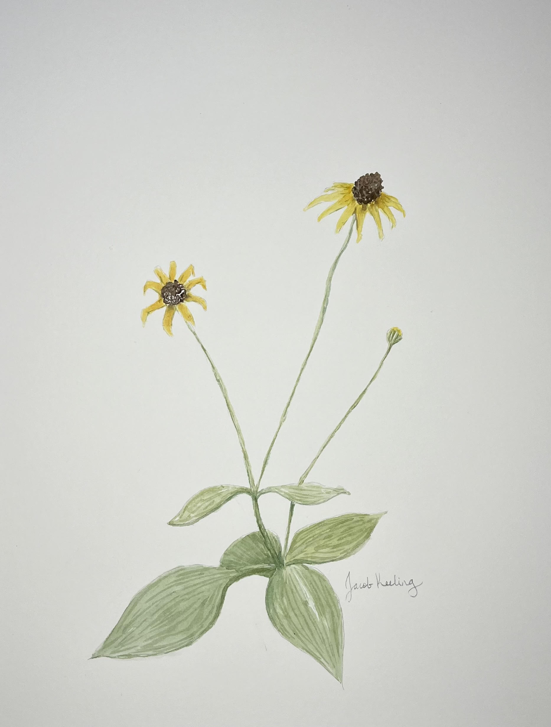 Black-eyed Susan